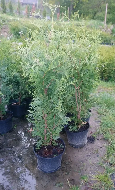 Thuje tuje tujky brabant 70-90cm