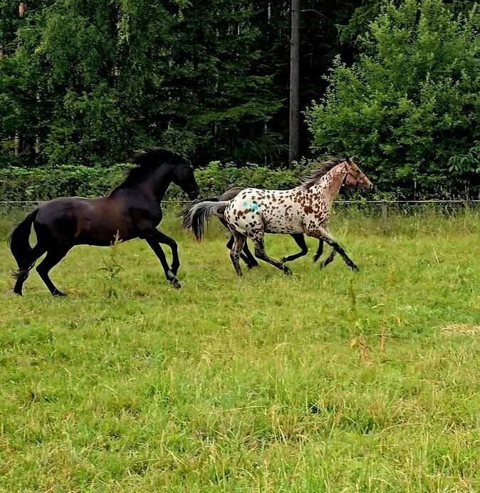 Pronájem koně Příbram
