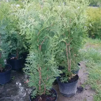Thuje tuje tujky brabant 70-90cm