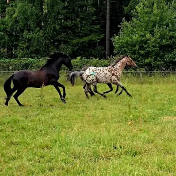 Pronájem koně Příbram
